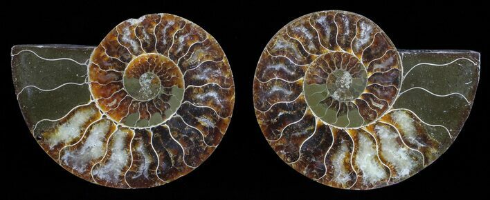 Polished Ammonite Pair - Agatized #59463